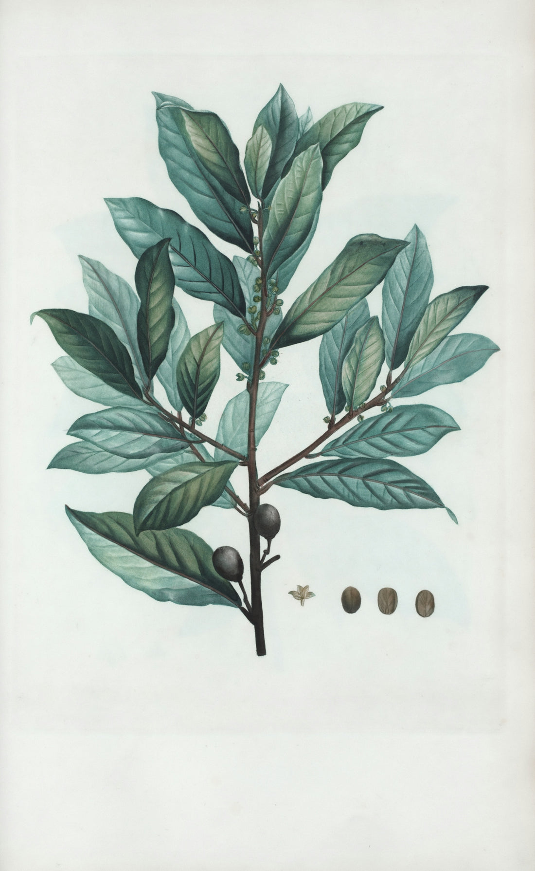 Branch with leaves, berries, and flower