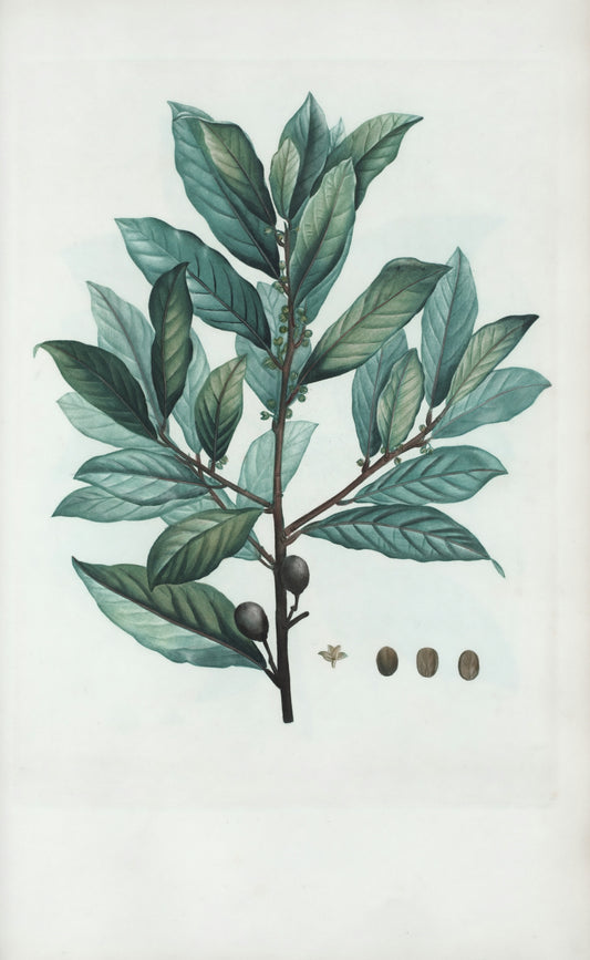 Branch with leaves, berries, and flower
