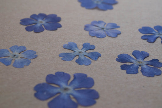 Pressed, blue flowers are arranged on a brown surface.