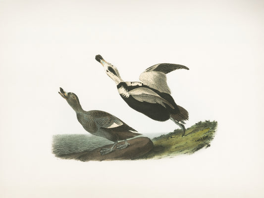 Two ducks near water and grassy bank