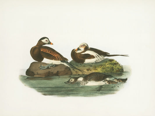Two ducks resting on rocks, two swimming in water.