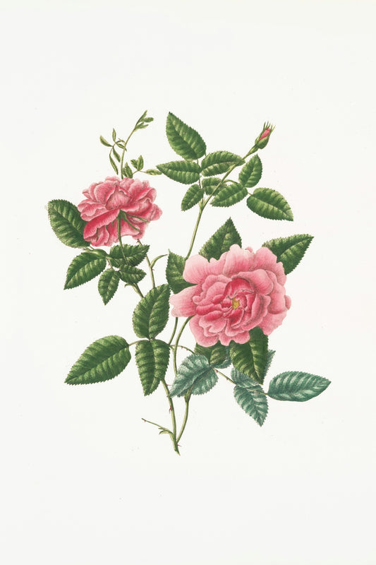 Pink roses with green leaves on a white background