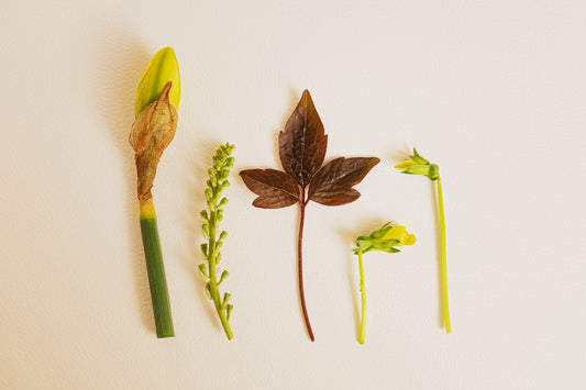 Various plant parts arranged on a light background