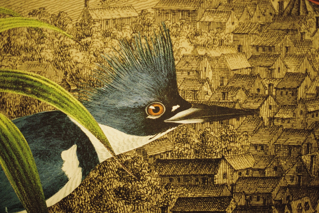 A blue bird with a spiky crest overlooks a village.