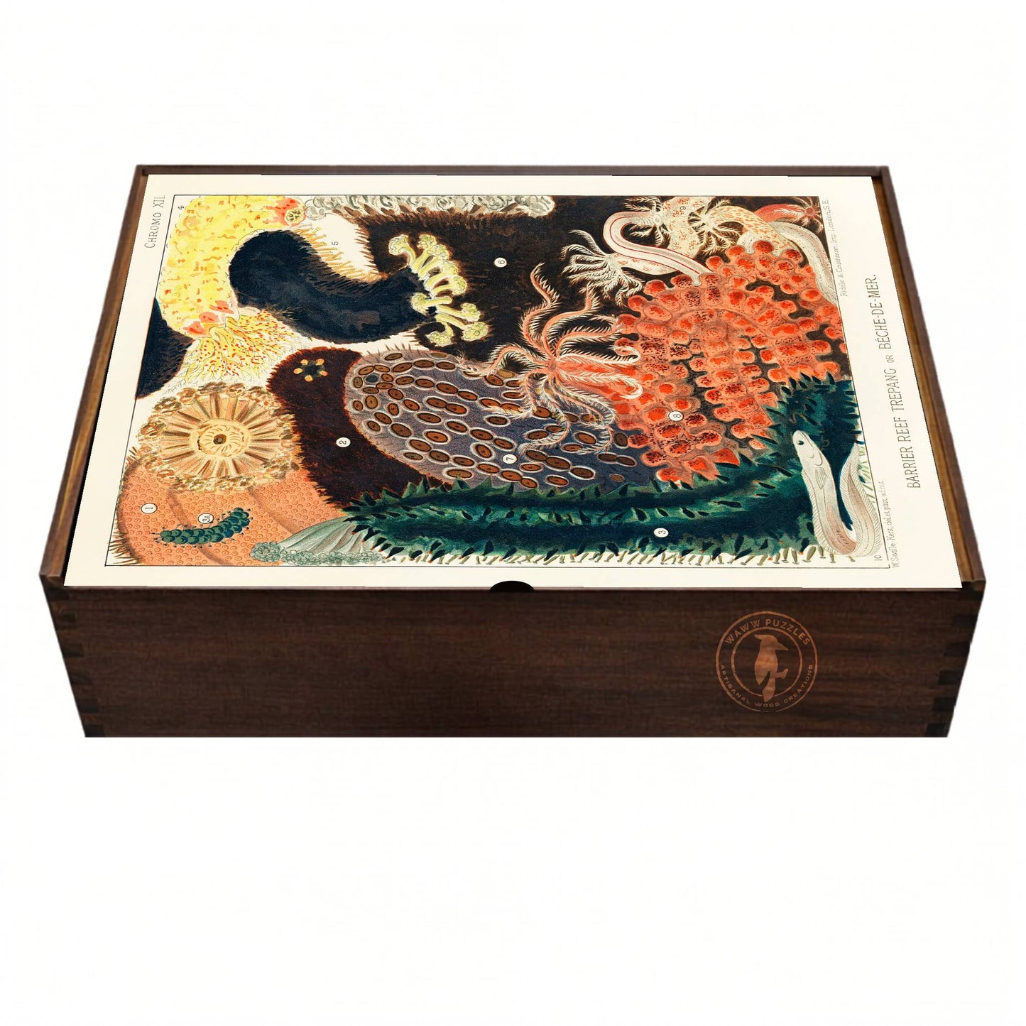 Handcrafted wooden puzzle box with Saville-Kent's Great Barrier Reef art of sea cucumbers