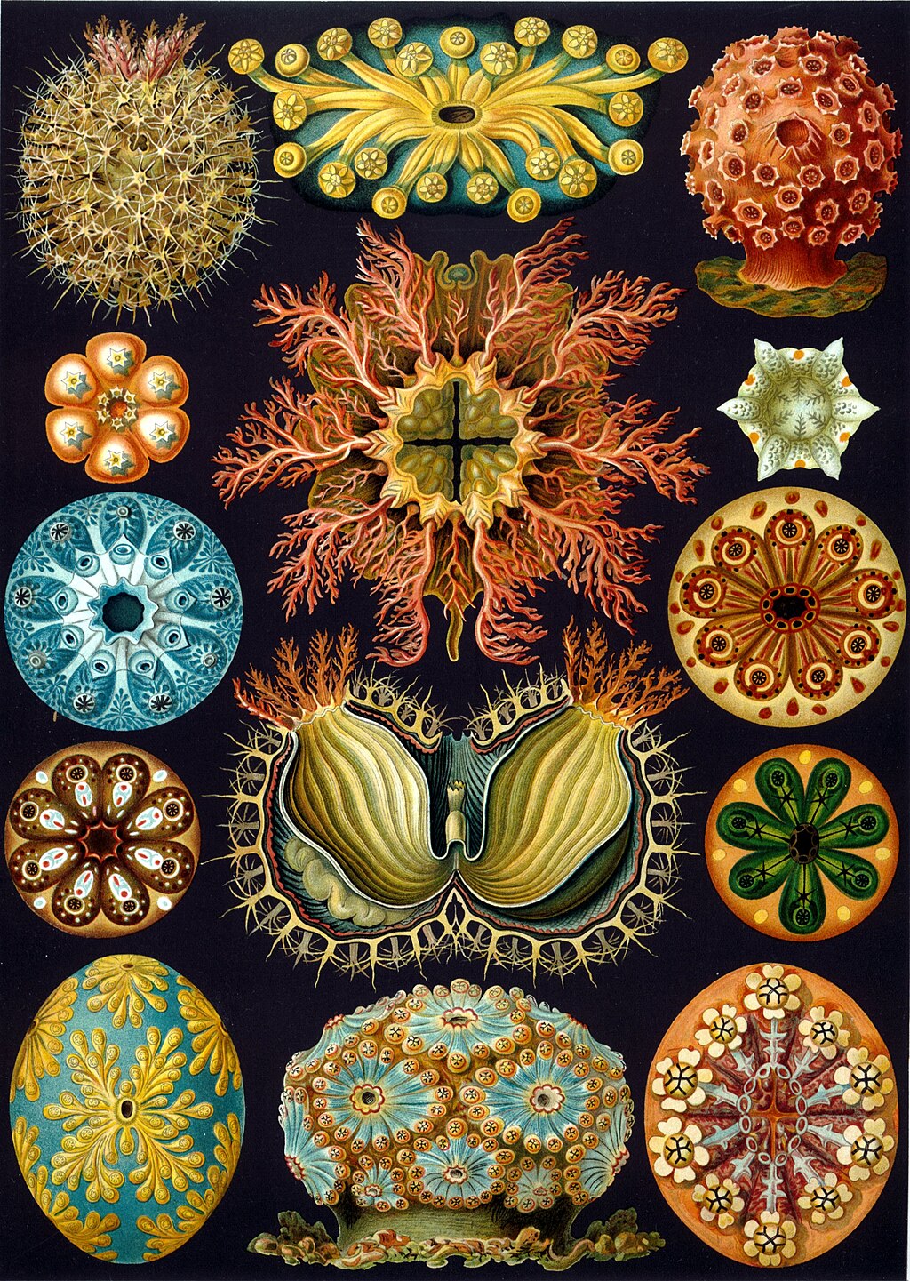 Haeckel's Ascidiae depicting structured tunicates in intricate geometric composition.