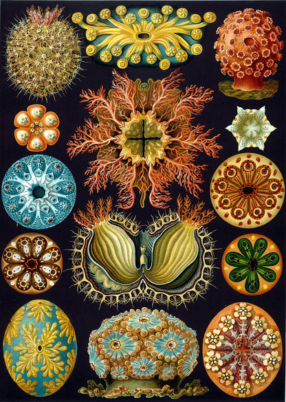 Haeckel's Ascidiae depicting structured tunicates in intricate geometric composition.