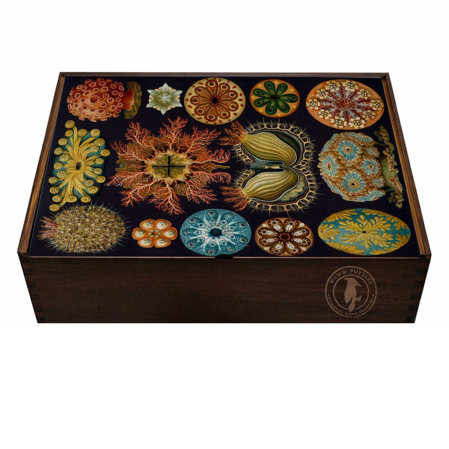 Premium wooden jigsaw puzzle box featuring Haeckel's Ascidiae artwork.