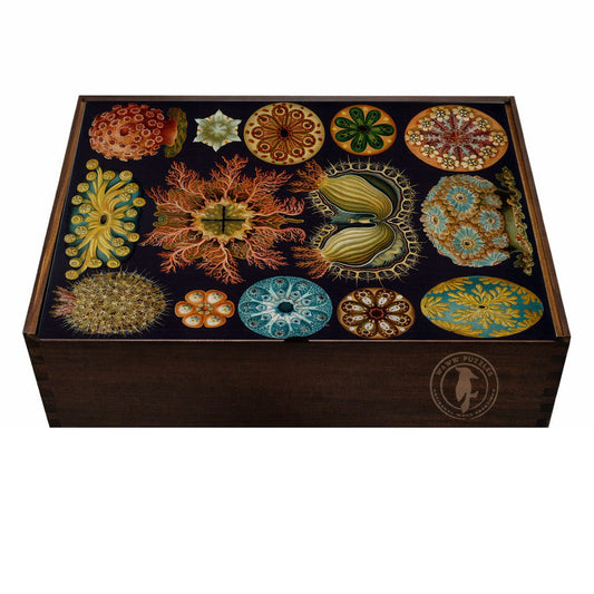 Premium wooden jigsaw puzzle box featuring Haeckel's Ascidiae artwork.