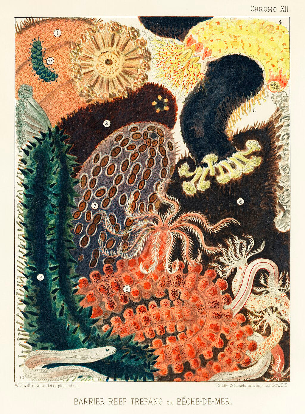 Saville-Kent's Great Barrier Reef depicting vibrant marine life and sea cucumbers