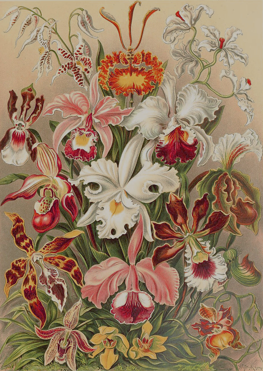 Ernst Haeckel's Orchideae illustration depicting symmetrical arrangements of various orchids, vibrant in color.