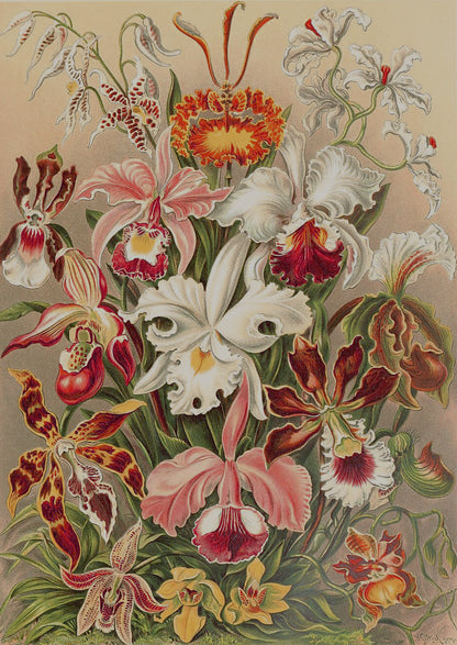 Ernst Haeckel's Orchideae illustration depicting symmetrical arrangements of various orchids, vibrant in color.
