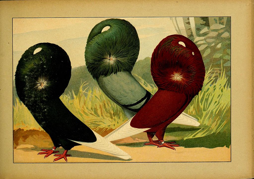 Emil Schachtzabel's The Jacobin, an illustration of a pigeon with a detailed hood and vibrant plumage