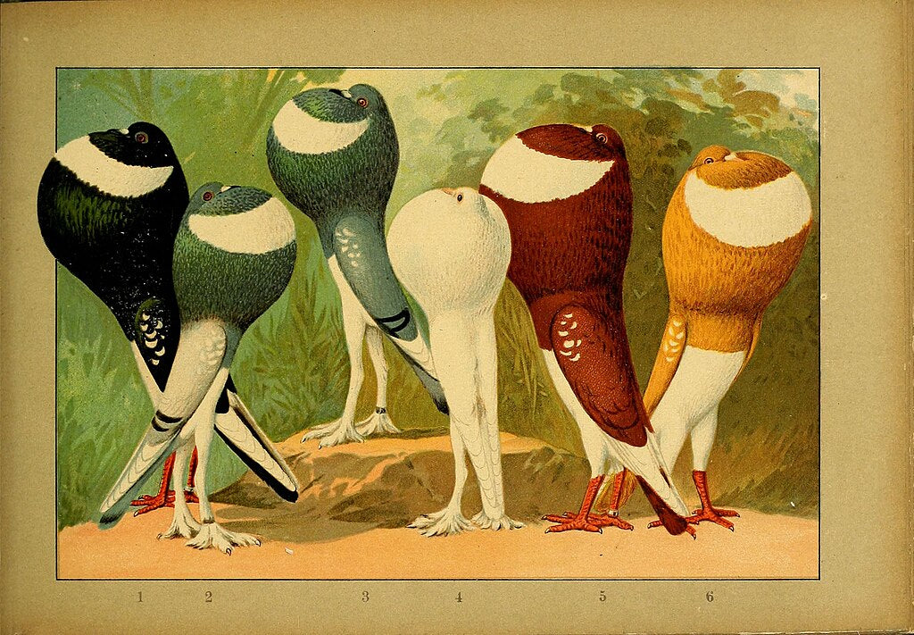 Vivid illustration of various pigeon breeds by Emil Schachtzabel showcasing ornate, colorful plumage in an artistic style