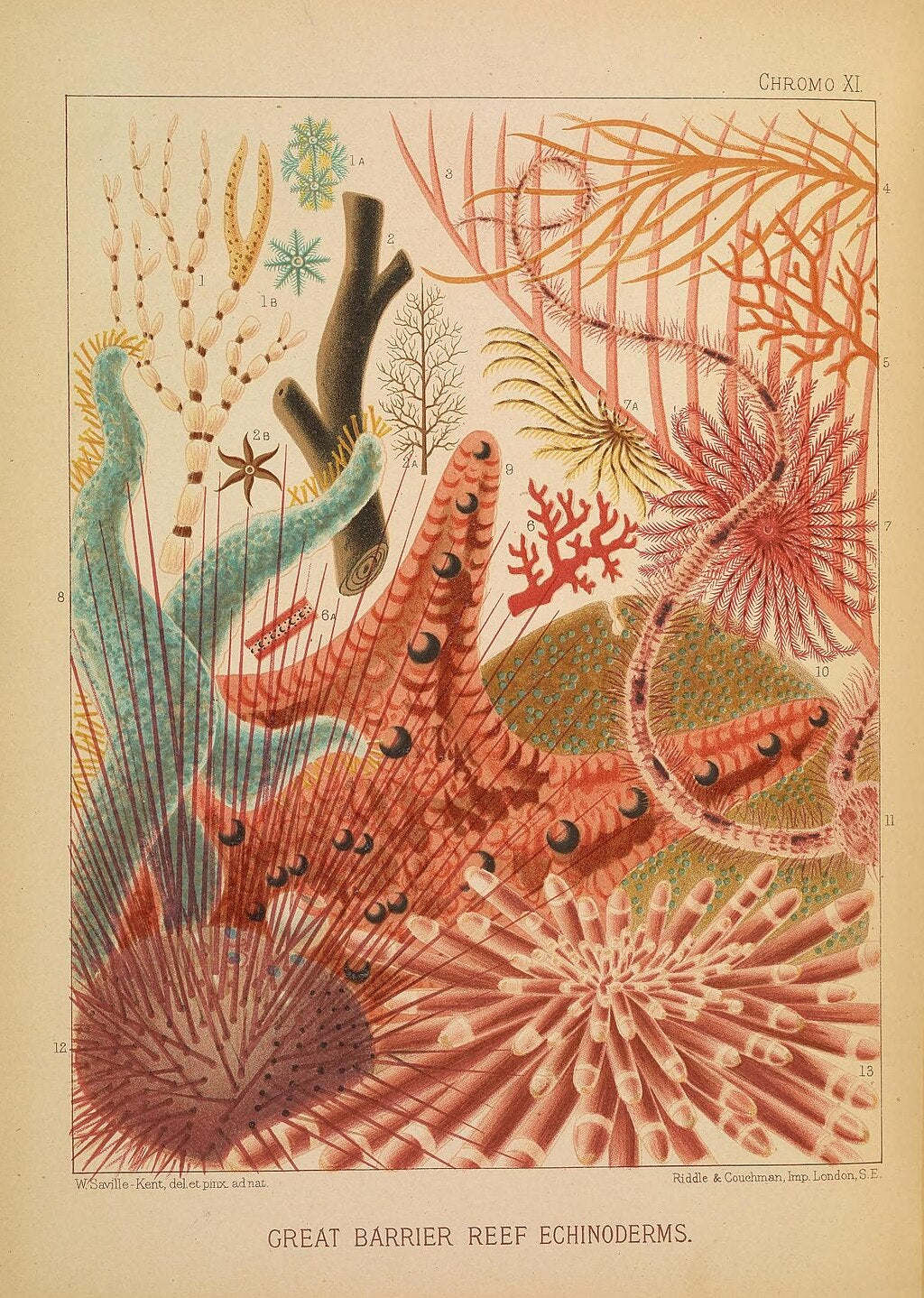 Saville-Kent's chromolithograph of Great Barrier Reef with vibrant corals and marine life