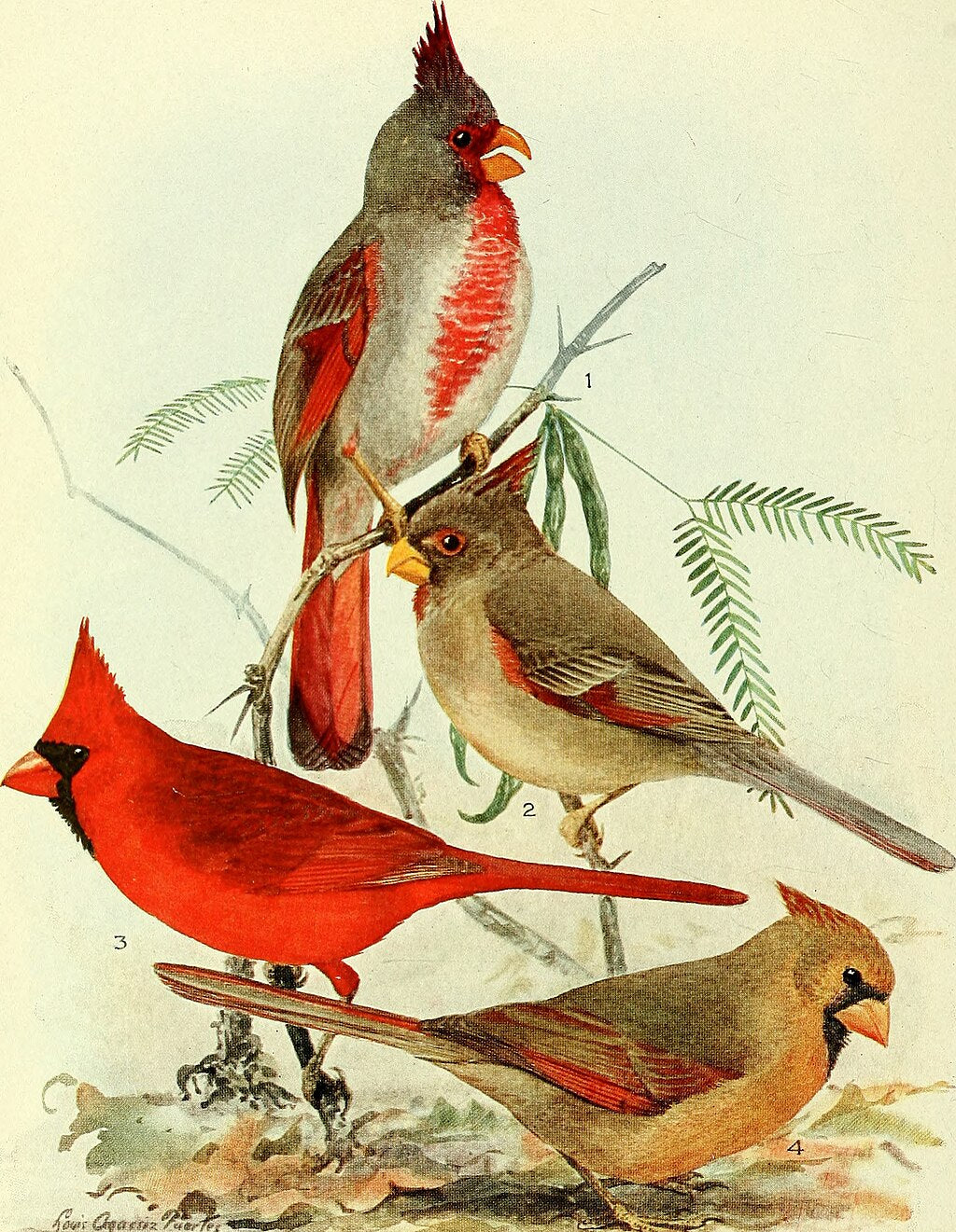 vintage cardinal artwork made into a puzzle. Author was an Audubon precessor named Louis Agassiz