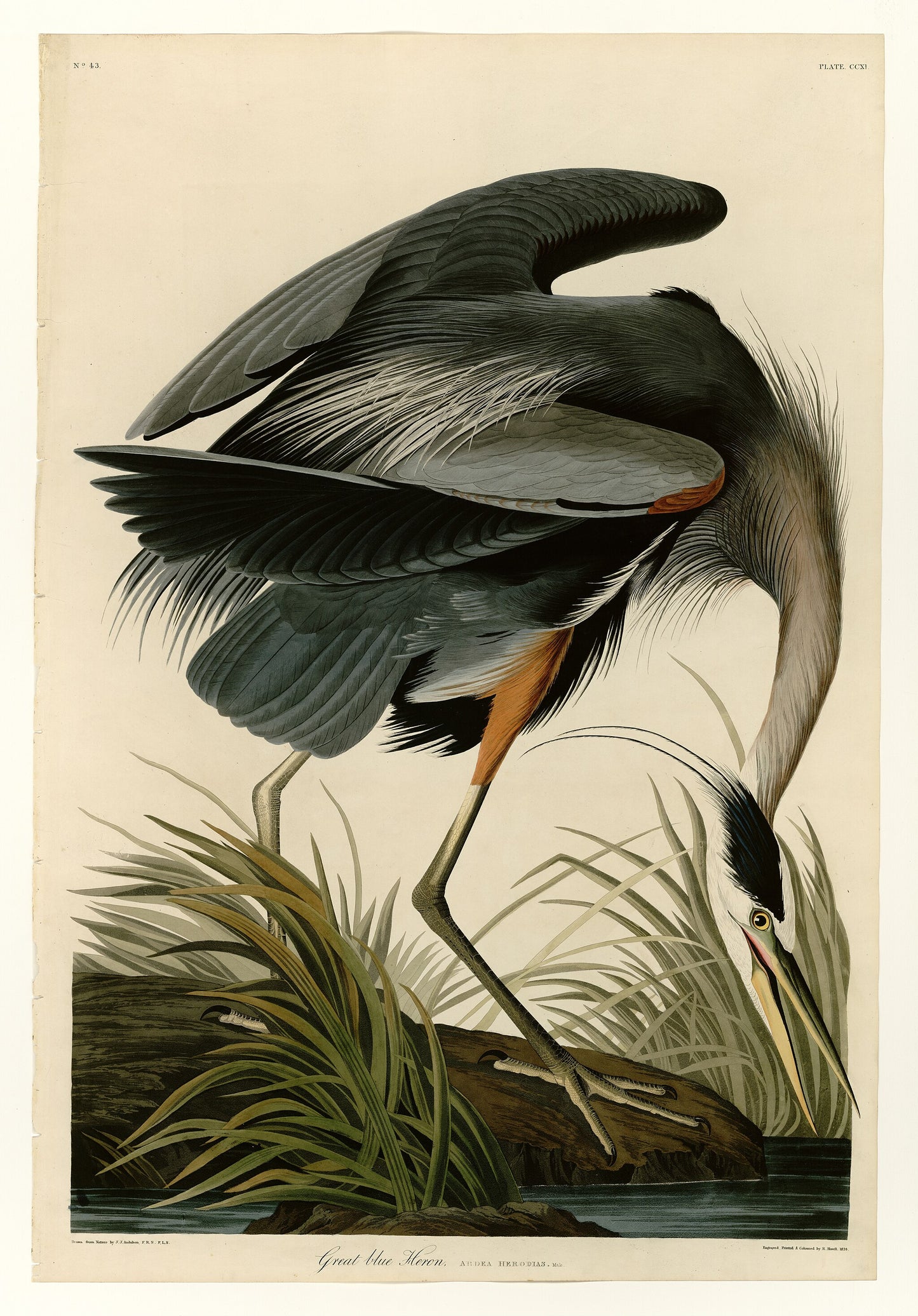 Great Heron by Audubon - Blue Crane Premium Wooden Jigsaw Puzzle
