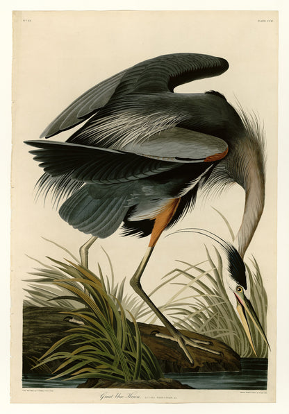 Great Heron by Audubon - Blue Crane Premium Wooden Jigsaw Puzzle