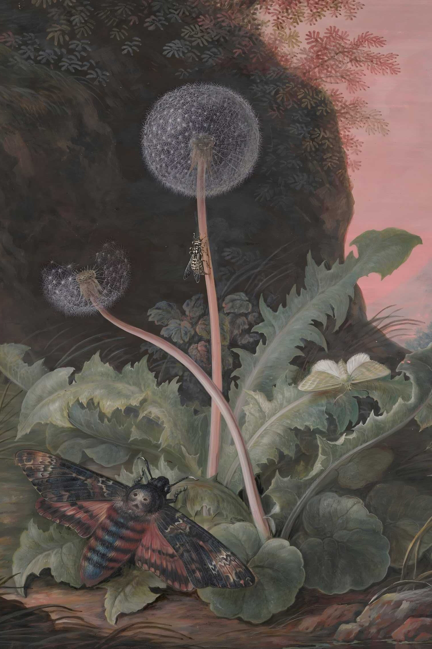 Illustration of a dandelion, a bee and a moth on a plant with a pinkish background