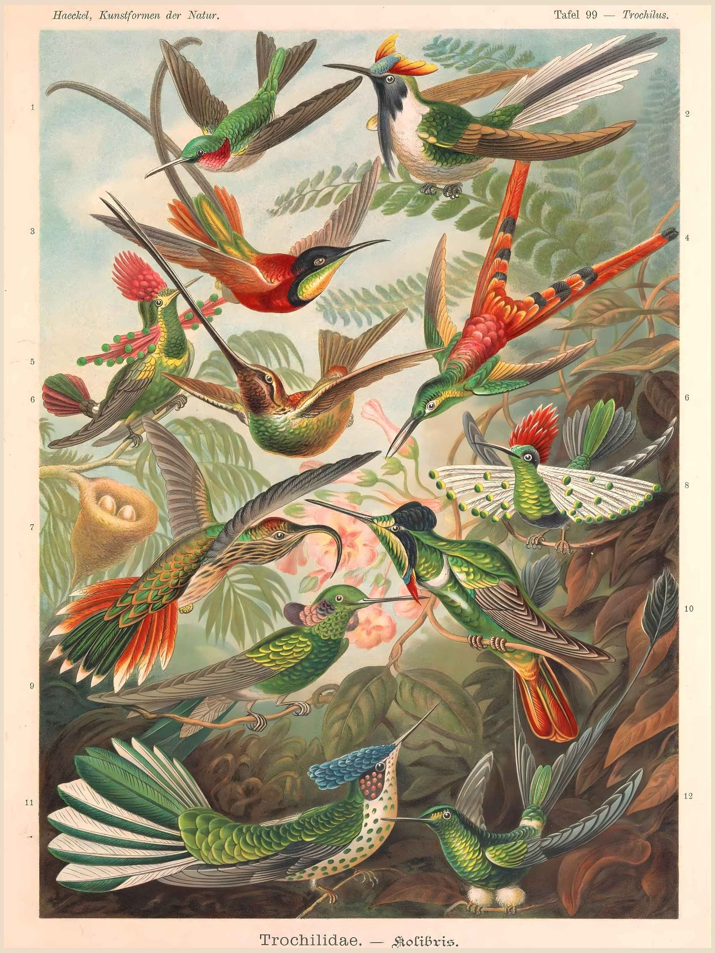 Haeckel's Trochilidae lithograph with vibrant hummingbirds arrayed symmetrically in Art Nouveau style