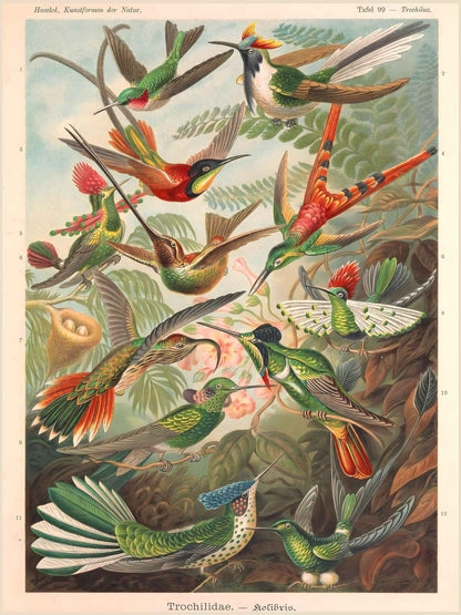 Haeckel's Trochilidae lithograph with vibrant hummingbirds arrayed symmetrically in Art Nouveau style