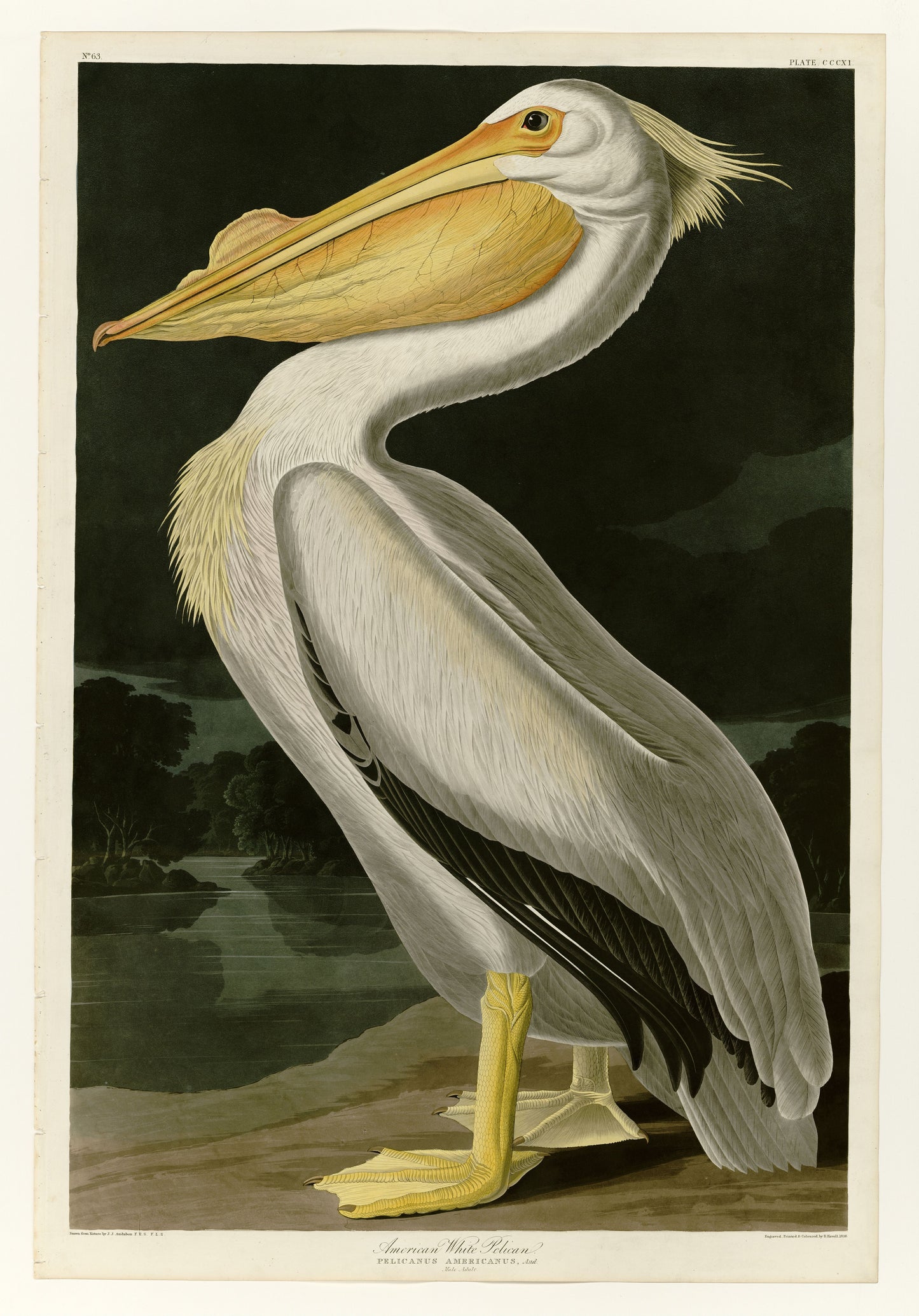 Audubon's American White Pelican displaying with detailed feathers and a striking yellow bill.
