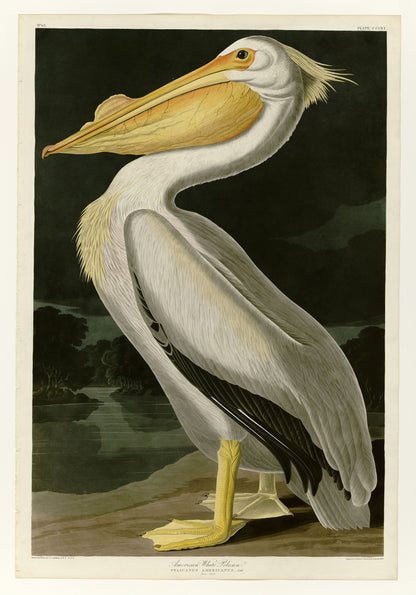 Audubon's American White Pelican displaying with detailed feathers and a striking yellow bill.