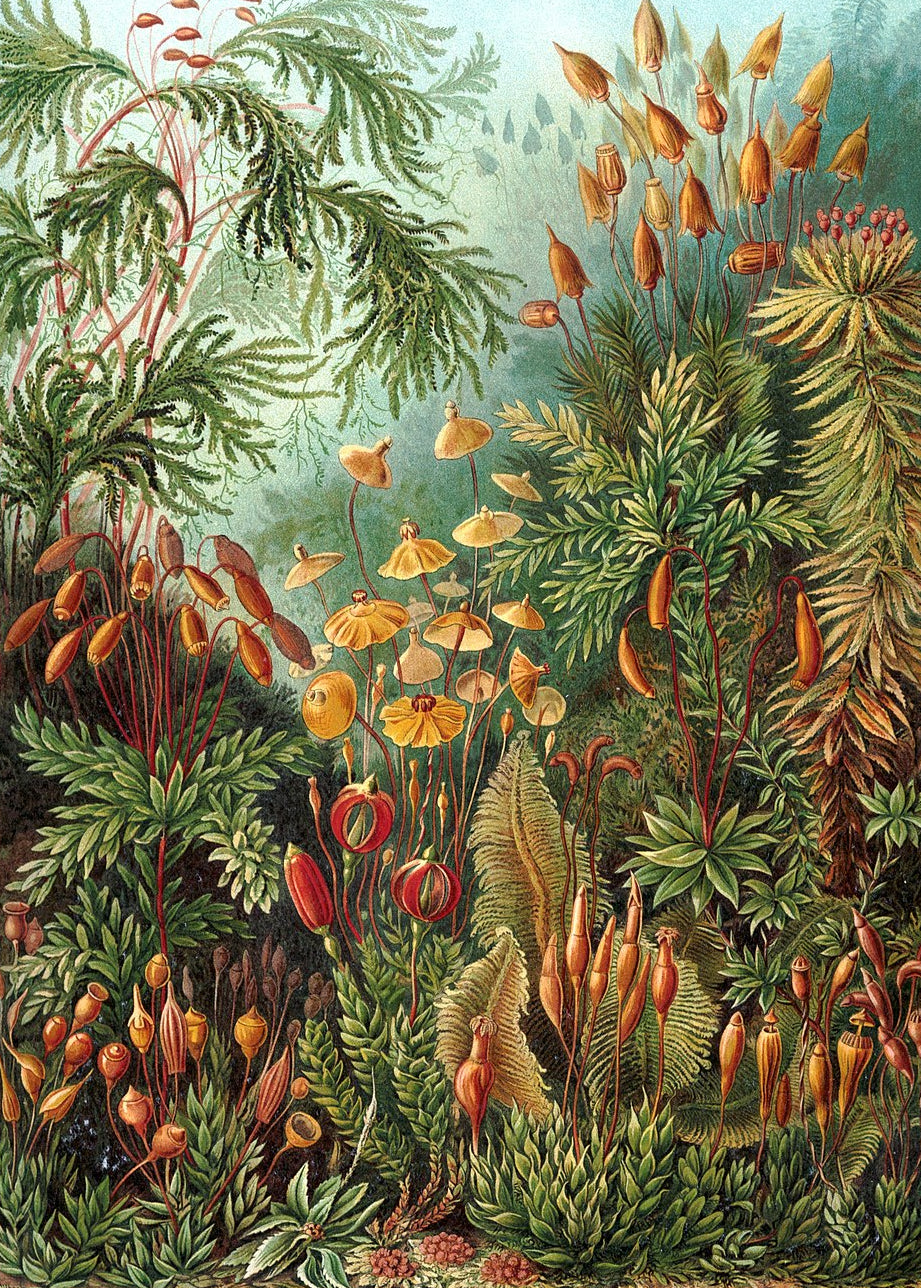Ernst Haeckel's Muscinae illustration of detailed green moss species with symmetrical design
