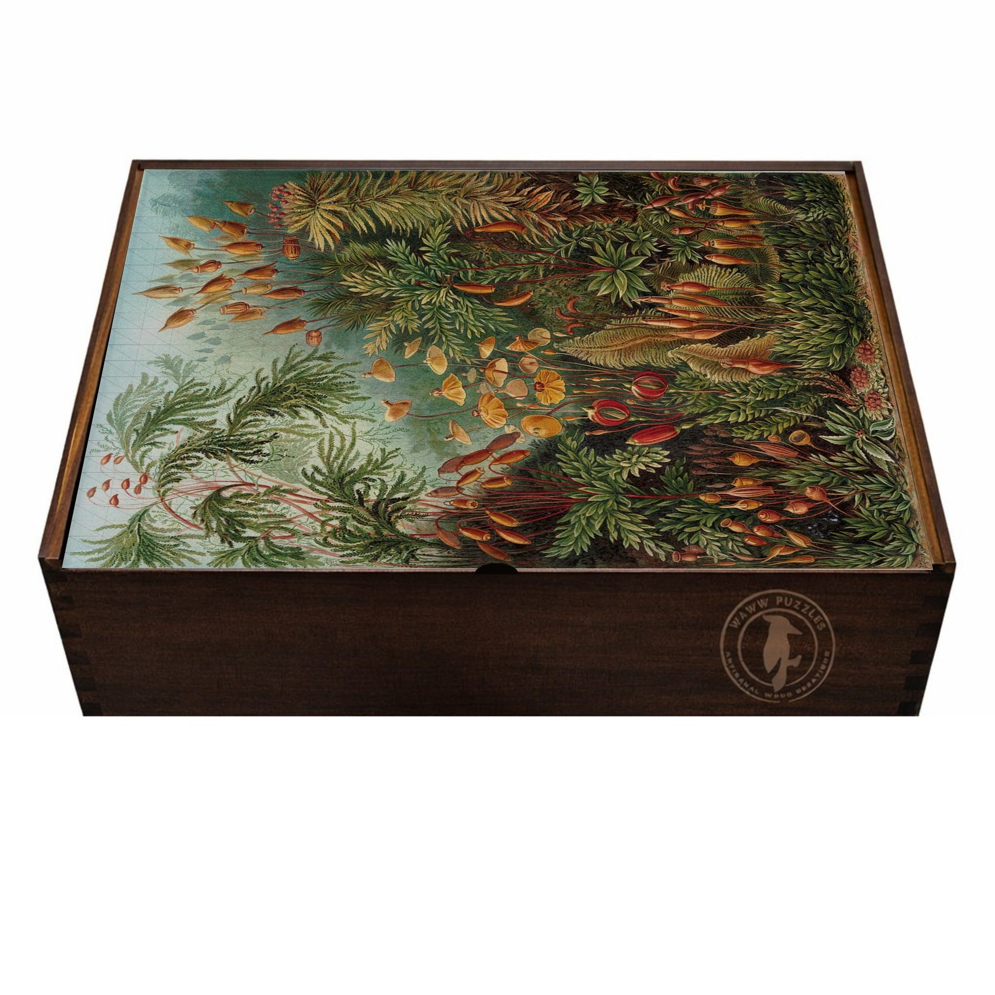 Premium wooden puzzle box featuring Ernst Haeckel's Muscinae botanical illustration