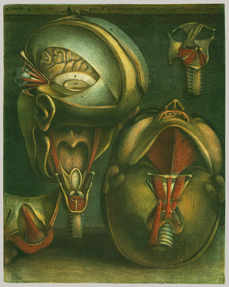 18th-century anatomical illustration by d'Agoty with intricate details in vibrant color