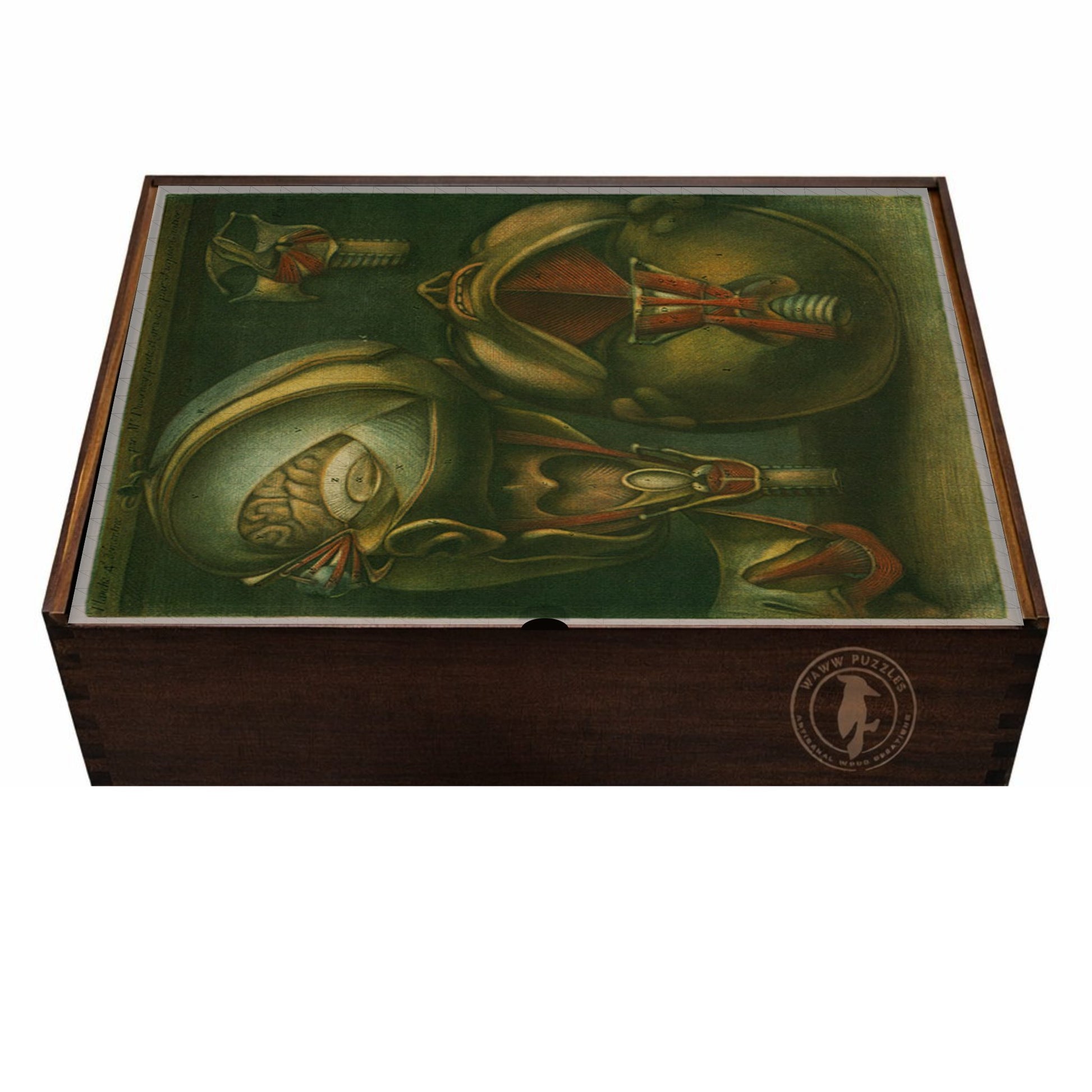 Puzzle box featuring d'Agoty's anatomical art, crafted from premium wood