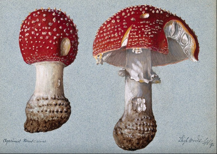 Illustration of two red and white mushrooms on a light blue background