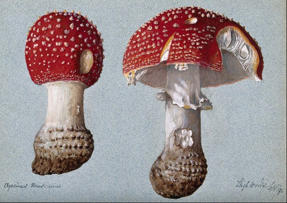 Illustration of two red and white mushrooms on a light blue background