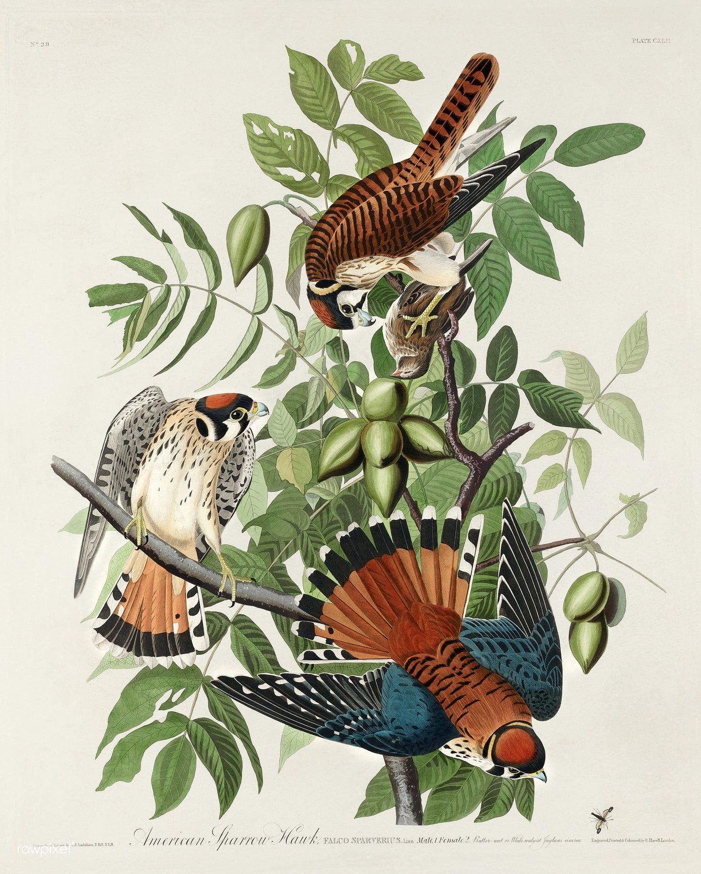 American Sparrow Hawk by Audubon - Wooden Jigsaw Puzzle