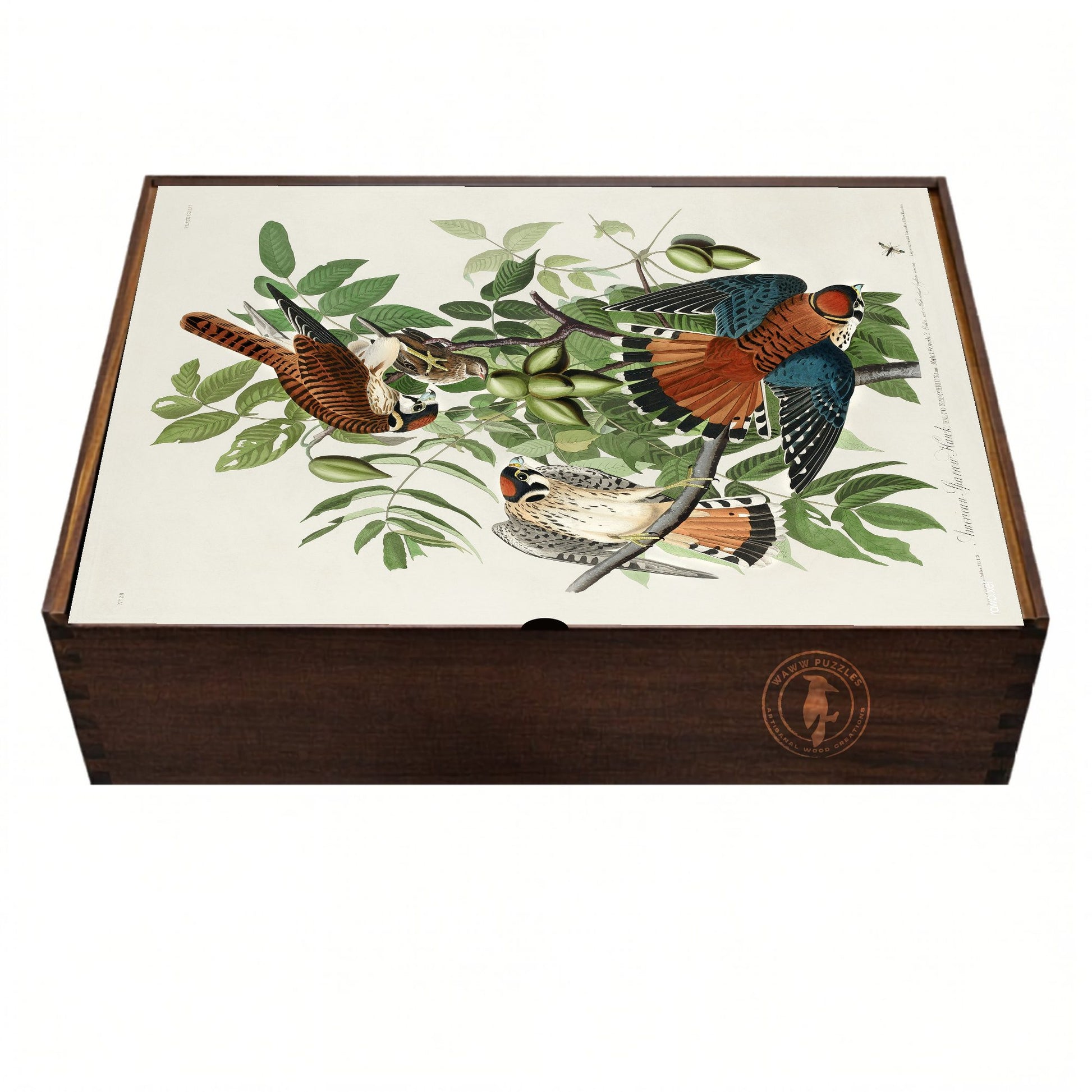 Wooden puzzle box with Audubon's  illustration of a Sparrow Hawk on a white background