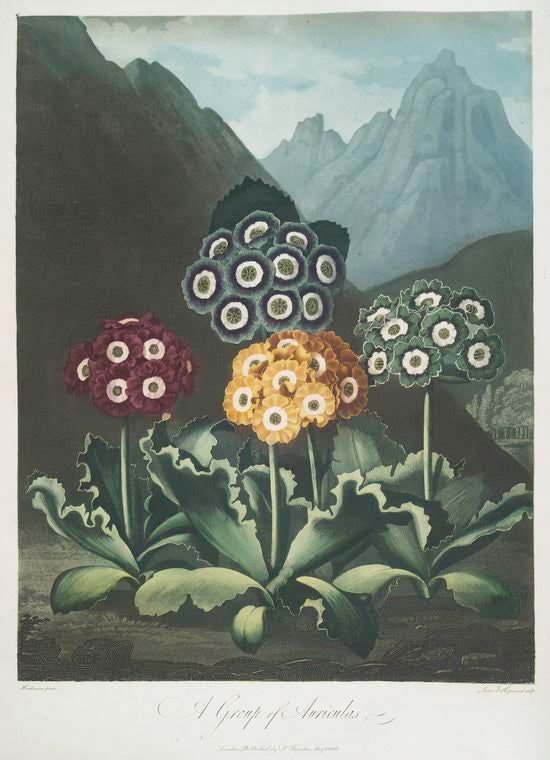 Thornton's 'The Temple of Flora' with detailed floral auricula gardens against romantic landscapes