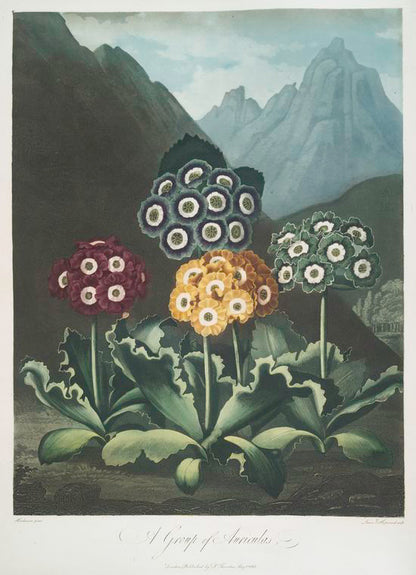 Thornton's 'The Temple of Flora' with detailed floral auricula gardens against romantic landscapes