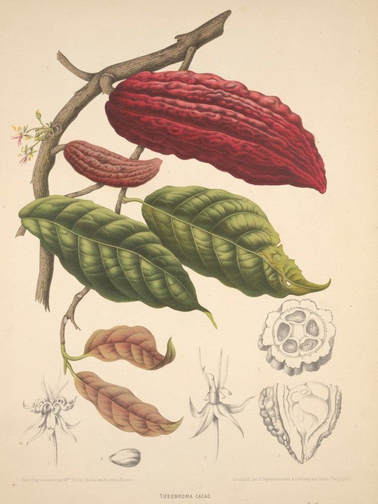 Illustration of cocoa beans and leaves on a branch with detailed cross-sections.