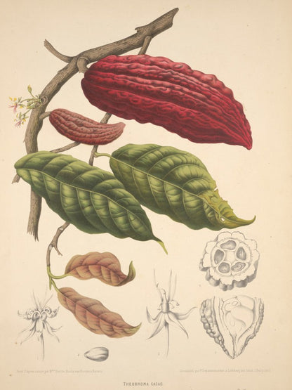 Illustration of cocoa beans and leaves on a branch with detailed cross-sections.