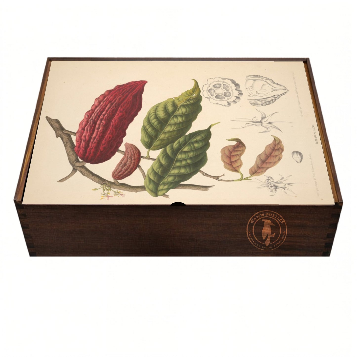Puzzle wooden box with cacao bean illustration on a white background