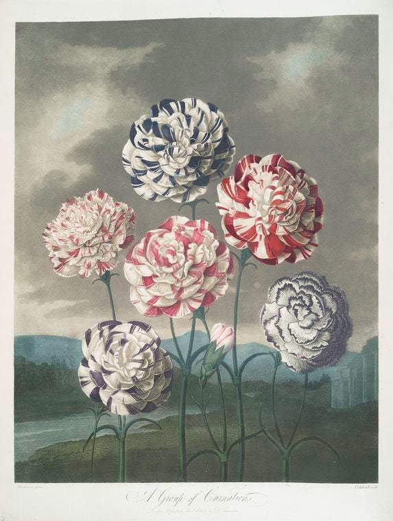 Thornton's 'The Temple of Flora' with detailed carnations gardens against romantic landscapes