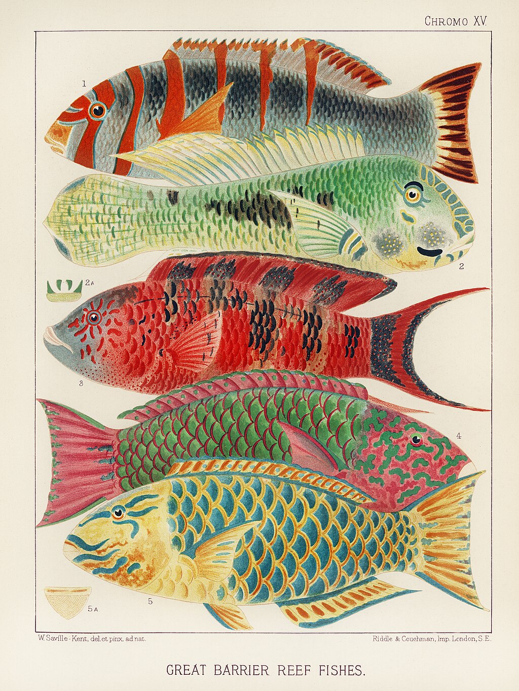The Great Barrier Reef Fishes artwork by William Saville-Kent featuring vibrant, colorful fish in a detailed underwater scene