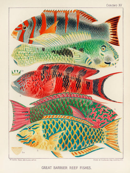 The Great Barrier Reef Fishes artwork by William Saville-Kent featuring vibrant, colorful fish in a detailed underwater scene
