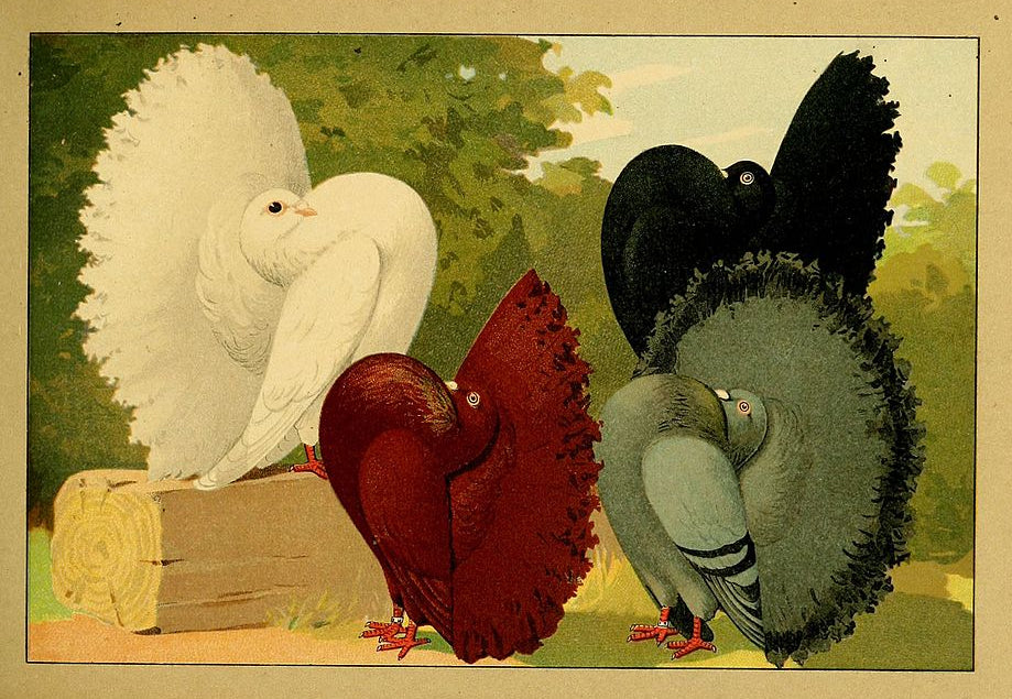 Schachtzabel's Fantail pigeon illustration with soft whites, grays, and a detailed tail made into a wooden puzzle