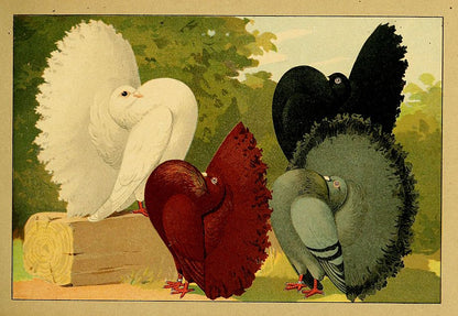 Schachtzabel's Fantail pigeon illustration with soft whites, grays, and a detailed tail made into a wooden puzzle