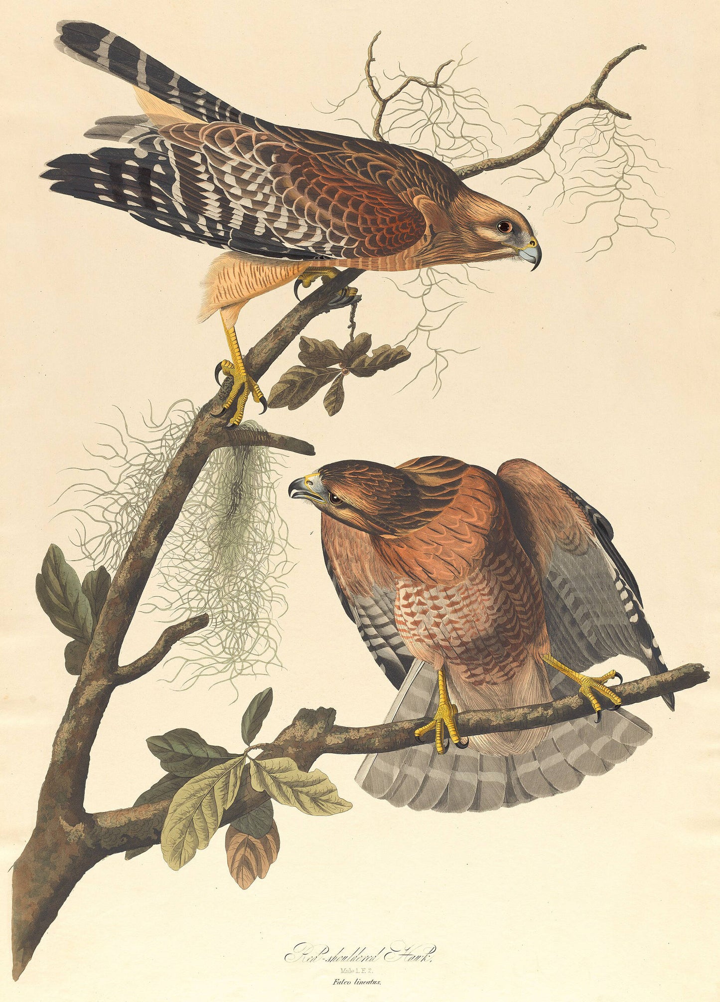Audubon's Red-shouldered Hawk in lush forest, with detailed plumage and striking gaze