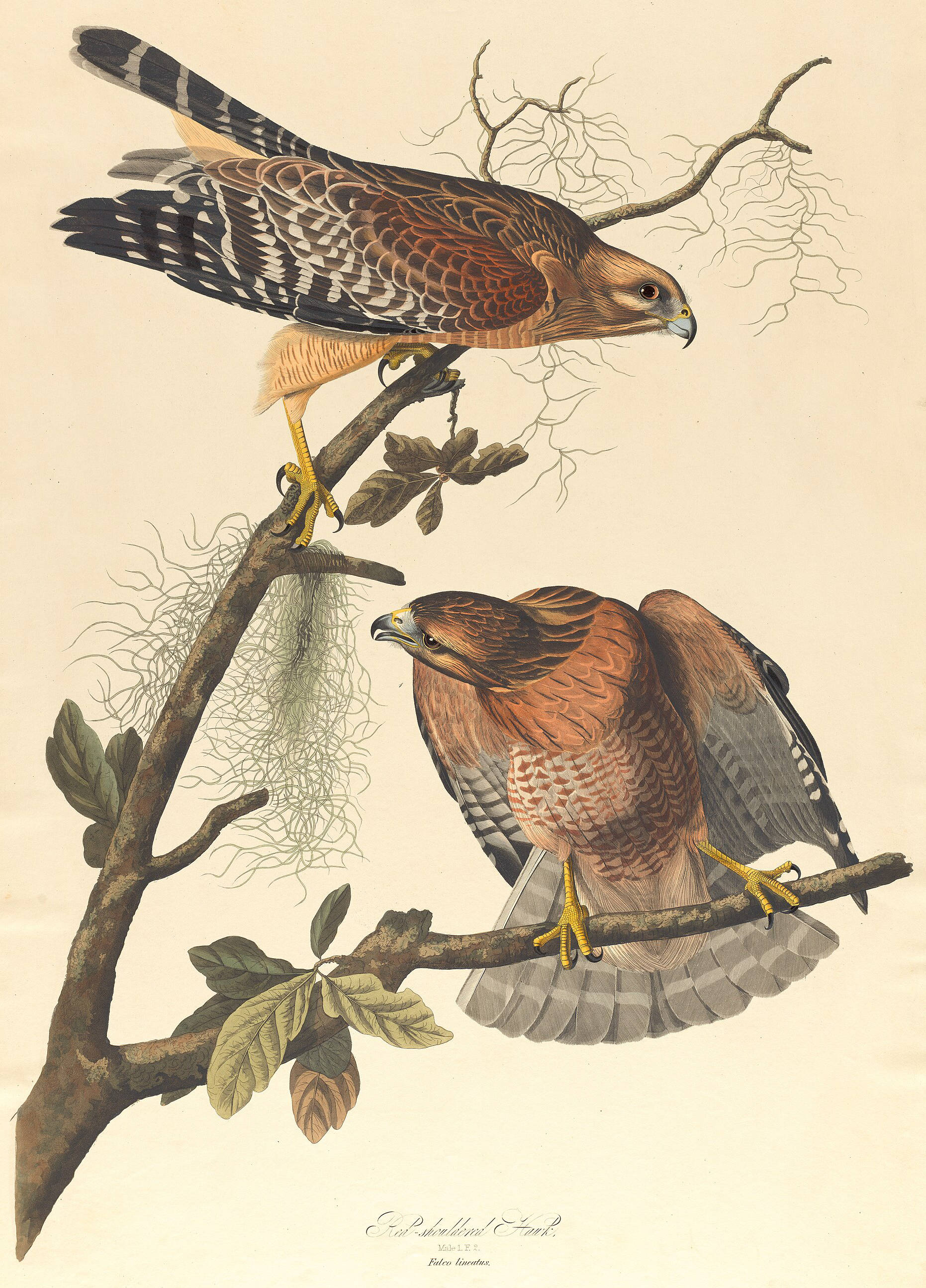 Audubon's Red-shouldered Hawk in lush forest, with detailed plumage and striking gaze
