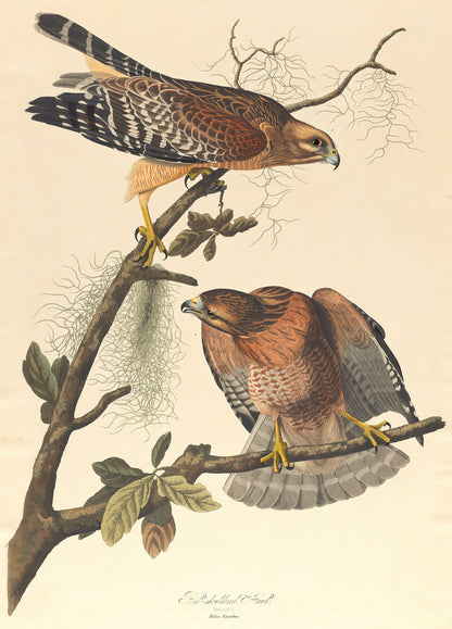 Audubon's Red-shouldered Hawk in lush forest, with detailed plumage and striking gaze