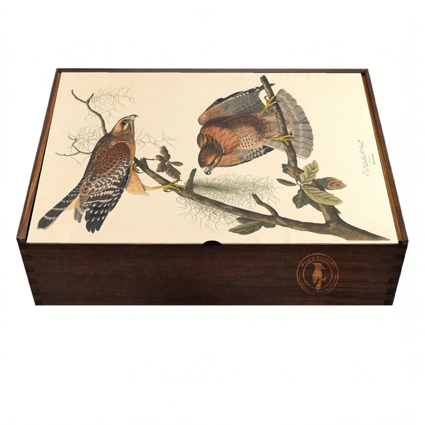 Elegant wooden puzzle box featuring Audubon’s Red-shouldered Hawk artwork