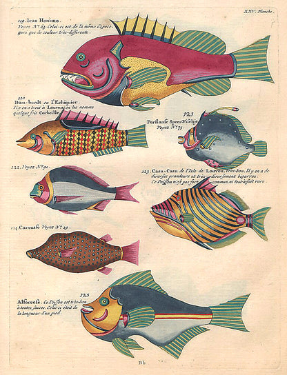 Louis Renard's vibrant illustration of diverse marine species with extraordinary colors and designs